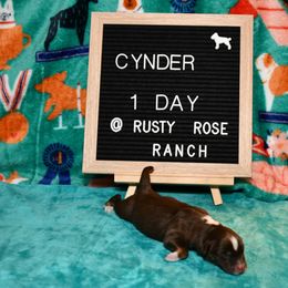 Miniature American Shepherd and Miniature Australian Shepherd Puppies from Rusty Rose Mini Aussies and Mini American Shepherds