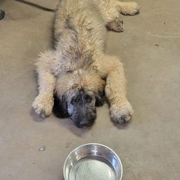 Saint Berdoodle Puppies from Brewer's Doodles