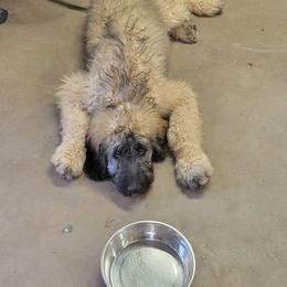 Saint Berdoodle Puppies from Brewer's Doodles