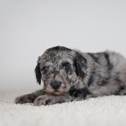 Cove - Merle male Goldendoodle puppy in Caldwell, Idaho from Boise Doodle Co.