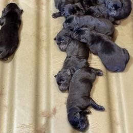 2nd Pick of Black Female Pup - Black female Labrador Retriever puppy in Freeport, Illinois from Rock Hollow Retrievers