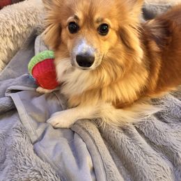 Kiwi - Pembroke Welsh Corgi