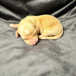 Lyra - Cream female Dachshund puppy in Washburn, Tennessee from Broken Arrow Miniature Dachshunds