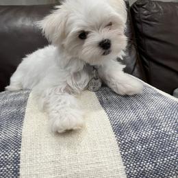 Maltese Puppies from TCBs Glowing  Maltese