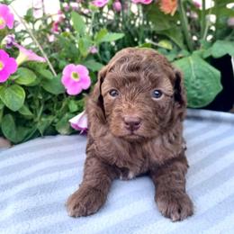 Poodle Puppies from 'Capon Cuties