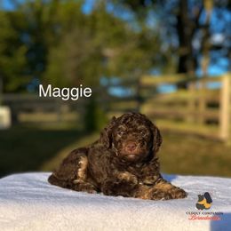 Girl 2 - Brown female Bernedoodle puppy in Sugarcreek, Ohio from Cuddly Companion Doodles