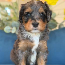 Ploto - Tri-color male Bernedoodle puppy in Yuciapa, California from AlltheDoodlez_