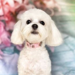 Bailey - Maltipoo