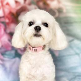 Bailey - Maltipoo