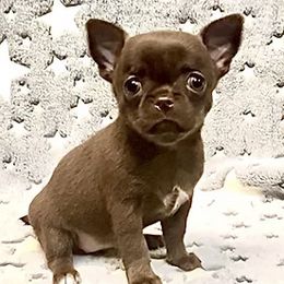 Chihuahuas from iLuvChihuahuas