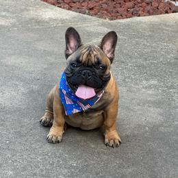 Murphy - Fawn male French Bulldog puppy in Girard, Kansas from Frenchie Kingdom