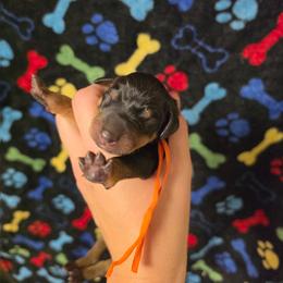 Orange Collar - Black and rust female Doberman Pinscher puppy in Canton, Ohio from Aaliyah’s Dobies