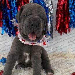 Colt - Fawn male Great Dane puppy in Granbury, Texas from Anderson Blau’s Great Danes