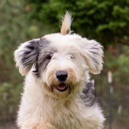 Zelda - Old English Sheepdog