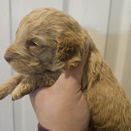 Minnie - Buff and white female Cockapoo puppy in Galena, Illinois from Perry's doodles