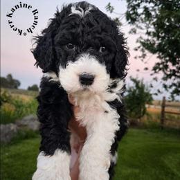 Dice - Black and white male Sheepadoodle puppy in Ashton, Idaho from Kerr Kanine Ranch