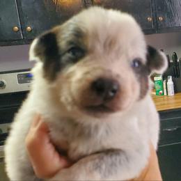 Partial full mask standard blue - Blue speckled female Australian Cattle Dog puppy in Lenoir, North Carolina from Blue Coyote Ranch