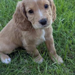 NOT A PET Working Home Only - Golden female English Cocker Spaniel puppy in Phillips, Nebraska from Fenloch Gundogs