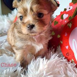 Chase - Red male Mi-Ki puppy in Toronto, Ohio from Shekinah’s Mi-Kis & Cricket Hill’s Westies