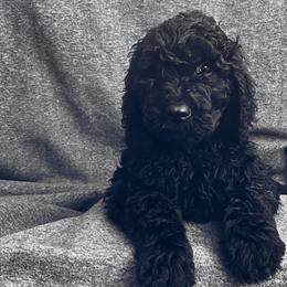 Bernedoodle, Goldendoodle, and Sheepadoodle Puppies from Golden-Doods and Company