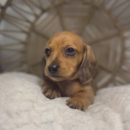 Bacon - Dapple male Dachshund puppy in Phoenix, Arizona from Lengthydog.co