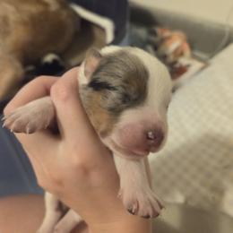 Australian Cattle Dog Puppies from Wild Sage Cattle Dogs