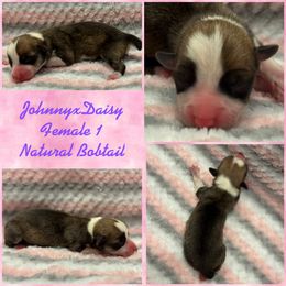 Pembroke Welsh Corgi Puppies from Rising JM Pembrokes