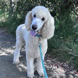 Puffball - Cream male Poodle puppy in Arroyo Grande, California from Ever So Clever Poodles