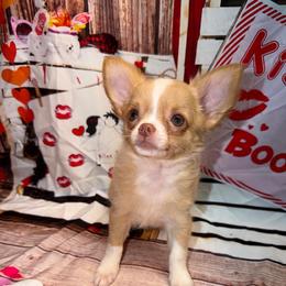 Sammy - Fawn and white male Chihuahua puppy in Palmyra, Indiana from Country Star Chihuahuas