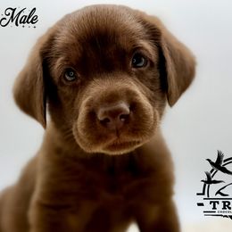 Green - Chocolate male Labrador Retriever puppy in San Diego County, California from Travis’ Chocolate Labradors