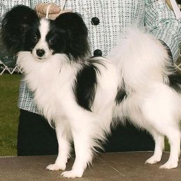 Papillon All Grown Up from Noble's Papillons