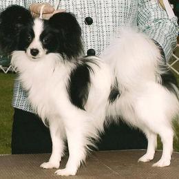 Papillon All Grown Up from Noble's Papillons