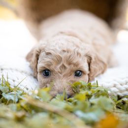 Goldendoodle Puppies from King Family Doodles