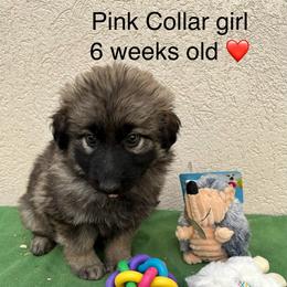 Pink Collar Girl - Sable female German Shepherd puppy in Columbus, Mississippi from Olde Wolfe German Shepherds