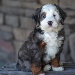 Clifford - Merle male Bernedoodle puppy in Dundee, Ohio from Down Home Doodle