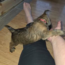 Mr Maroon - Red brindle male Cairn Terrier puppy in Savannah, Missouri from WoodSchott Cairn Terriers