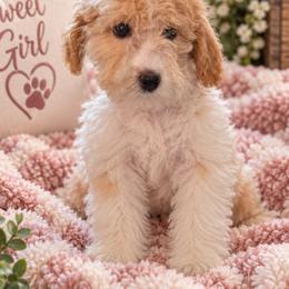 Athena - Parti female Goldendoodle puppy in Milton, Florida from Sutton Place Doodles