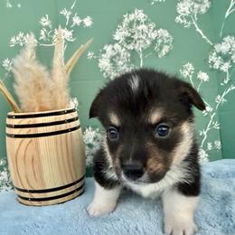 Nile-Triple Clear - Black and white male American Corgi puppy in Scottown, Ohio from Wyndy Ridge Corgis