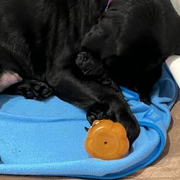Labrador Retriever Puppies from LakeHouse Labrador Retriever