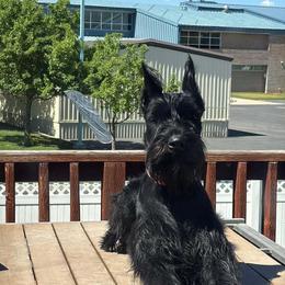 Giant Schnauzer puppies from Elegy Kennels