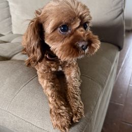 Gigi - Cavapoo