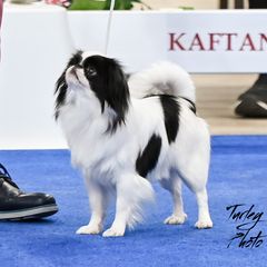 Mrs Mike - Japanese Chin