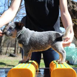 Canyon - Green - Blue male Australian Cattle Dog puppy in Colbert, Oklahoma from LoveAHeeler