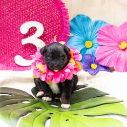 Sandy - Black tri-color female Australian Shepherd puppy in Eubank, Kentucky from Ashlee's Aussies