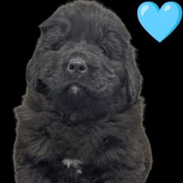 Female 3 - Black female Newfoundland puppy in Burfordville, Missouri from Umfleet Farms