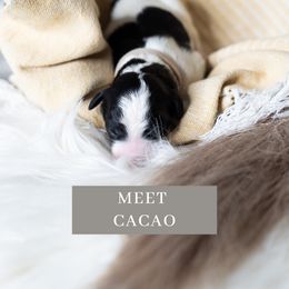 Cacao - Black and white Sheepadoodle puppy in North Carolina from Nomad's Doodles