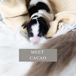Cacao - Black and white Sheepadoodle puppy in North Carolina from Nomad's Doodles