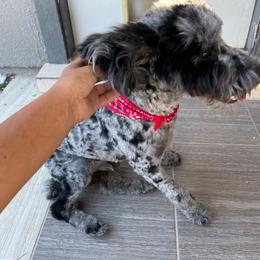 Frosty - Blue merle male Aussiedoodle puppy in San Antonio, Texas from Av’s Poodles and Doodles