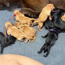 Hazel Aqua Collar - Yellow female Labrador Retriever puppy in Elloree, South Carolina from Moonlight Kennels LLC
