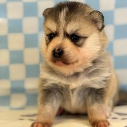 Sion - Silver and white male Pomsky puppy in Boonville, Indiana from Elysian Pomskies